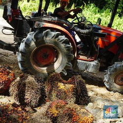 Faktor Musiman Kerek Harga CPO