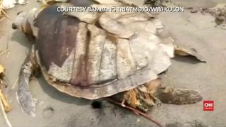 VIDEO: Setelah Paus, Penyu Mati Akibat Sampah Plastik
