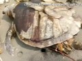 VIDEO: Setelah Paus, Penyu Mati Akibat Sampah Plastik