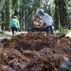 Anak Buah Jokowi Ini Janji Harga Sawit Rp1.600, Cek Faktanya