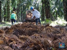 Top, Harga Sawit Rekor Lagi! Termahal Sepanjang Masa...