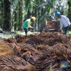 Awas! Usai Cetak Rekor, Harga Sawit Bakal Landai