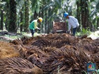 Soal CPO, Mendag Minta RI dan Uni Eropa Hindari Perang Dagang