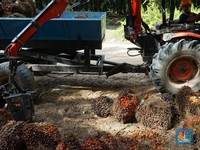 Akibat Aksi Ambil Untung, Harga CPO Kembali Melemah