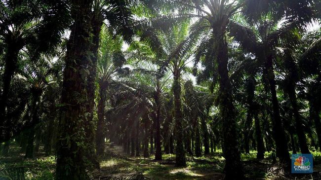 Efek Pagar laut dan Penyerobotan Lahan Sawit, Aturan Baru Ini Disiapkan