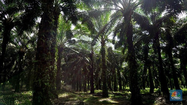 Pesta! Saham CPO Beterbangan Jelang Tanda Tangan Tarif Prabowo-Trump