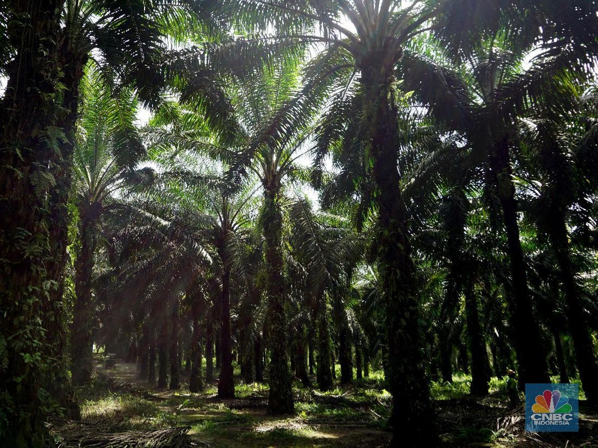 Serangga Penyerbuk Asal Tanzania Tingkatkan Produktivitas Kelapa Sawit Indonesia