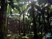 Efek Pagar laut & Penyerobotan Lahan Sawit, Aturan Baru Ini Disiapkan