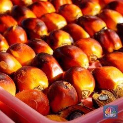 Petani Sawit Teriak, Tarif Parkir Lebih Mahal dari Harga TBS