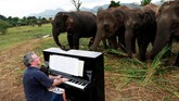 Para gajah, termasuk Lam Duan, biasanya akan mendekati Barton saat dia mulai bermain. Mereka tampak tenang dan fokus pada musik.(REUTERS/Soe Zeya Tun)