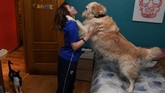 Carmen Lopez Garcia, peselancar wanita tunanetra pertama dari Spanyol, sedang bermain bersama anjing peliharaannya di rumah.