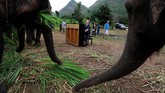 Di Elephants World, para gajah mendapatkan makanan dan perawatan yang baik untuk penyakit fisik mereka, tetapi musik, dan perlakuan istimewa yang tampaknya mereka sukai.(REUTERS/Soe Zeya Tun)