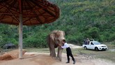 Tak hanya musik, para gajah juga mendapat perlakuan istimewa di Elephant World, termasuk pelukan hangat dari pengunjung. (REUTERS/Soe Zeya Tun)