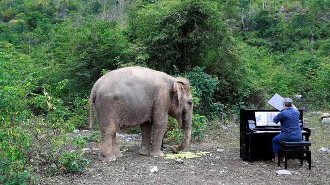 Unduh 770 Koleksi Gambar Gajah Sedang Makan Terbaik 