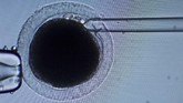 Sinogene merupakan perusahaan biotech pertama asal China menawarkan jasa kloning hewan peliharaan. (REUTERS/Thomas Peter)