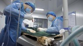 Telur yang dibuahi kemudian dimasukkan ke dalam rahim induk ibu pengganti -- Sinogene menggunakan seekor anjing beagle. (REUTERS/Thomas Peter)