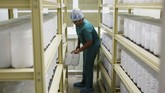 Ada sekitar 6 ribu kalajengking hidup di wadah plastik yang disimpat berderet dalam laboratorium Labiofam. Sekali dalam sebulan, petugas menyentakkan listrik 18V ke beberapa ekornya untuk memicu pelepasan beberapa tetes racun. (REUTERS/Stringer)