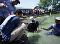 Peternak Lele Pun Keluhkan Pelemahan Rupiah di Masa Jokowi