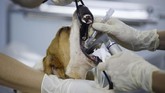 He Jun memutuskan untuk mengkloning anjing kesayangannya, Juice. (REUTERS/Jason Lee)