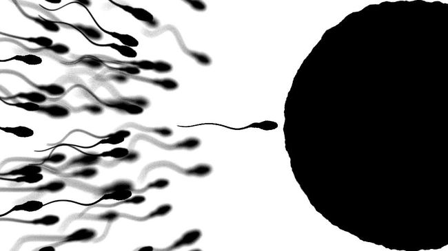 Cara Alami Meningkatkan Jumlah Sperma