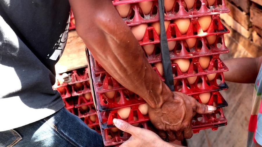 Pekerja mensortir kiriman telur dari Solo ke agen distributor telur di kawasan, Inkopad, Bogor, Jumat (21/12). Pantauan CNBC Indonesia.com pada beberapa distributor besar telur di Kawasan Bogor, masih menaikan harga tinggi untuk telur ayam. Pemilik agen telur, Heri mengatakan harga telur dipastikan naik sampai tahun baru. 