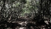 Hutan Aokigahara menjadi perbincangan di dunia setelah seorang Youtuber, Logan Paul, merekam video sedang berada di dalamnya sambil menyorot korban gantung diri di salah satu pohonnya.