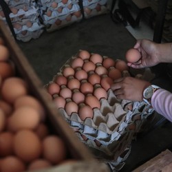 Keunggulan dan Manfaat Telur Bebek Dibanding Telur Ayam