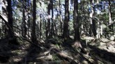 Jepang memiliki tingkat bunuh diri tertinggi di kelompok G7, dengan lebih dari 20 ribu orang mengakhiri nyawanya per tahun. Dan tingkat bunuh diri di Prefektur Yamanashi, di mana Hutan Aokigahara berada, adalah yang terburuk di Jepang selama delapan tahun hingga 2014.