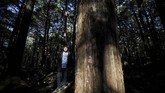 Watanabe percaya musik adalah cara untuk menjangkau hati orang-orang yang sedang dilanda kekacauan. Tak sedikit orang yang putar balik tak jadi datang ke hutan karena mendengar suara yang gaduh dari rumahnya.