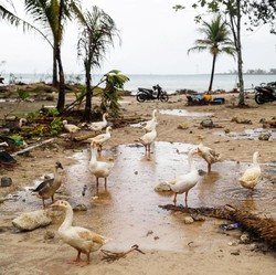 Basarnas: Banyak Korban Tsunami Selat Sunda di Area Terpencil