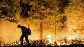 Seorang pria berjalan di tengah hutan California yang terbakar. Kebakaran ini menyebabkan kerugian paling parah sepanjang sejarah California, hingga sekitar 2.500 orang mengungsi. (REUTERS/Max Whittaker)