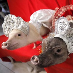 Omicron Minggir! 'Kiamat' Babi Serang Thailand
