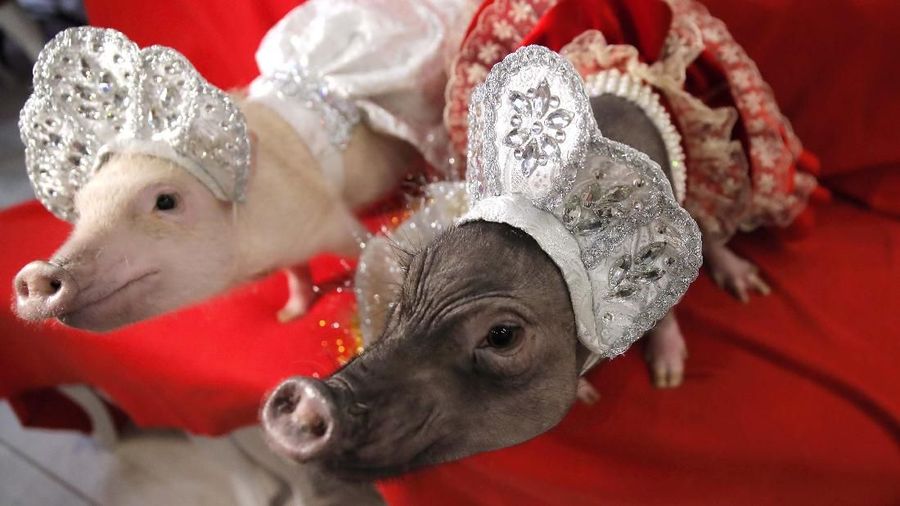 Pemerintah China kini punya prioritas penting nan mendesak yakni stabilitas daging babi