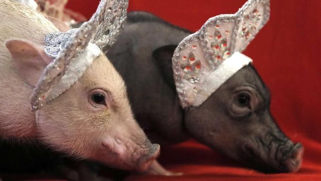 Kalahkan Perang Dagang Mengapa Babi Hajat Hidup Di China