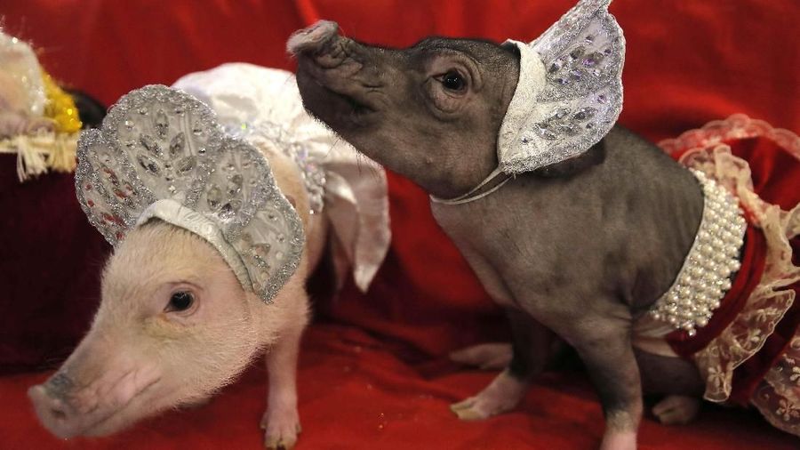 Mini-pigs are seen during the presentation in Balashikha, Russia December 11, 2018. Picture taken December 11, 2018. REUTERS/Maxim Shemetov
