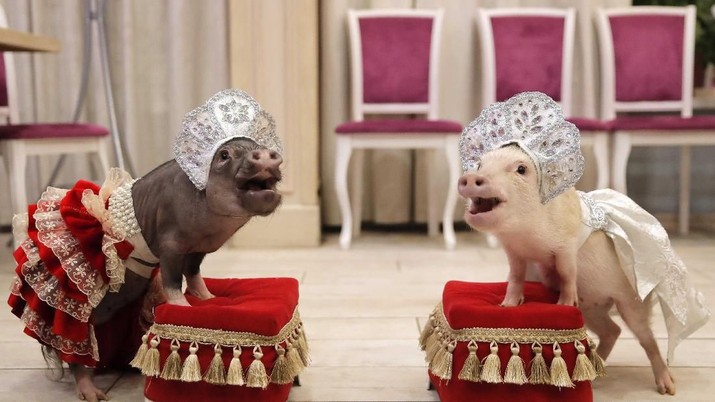 Mini-pigs are seen during the presentation in Balashikha, Russia December 11, 2018. Picture taken December 11, 2018. REUTERS/Maxim Shemetov