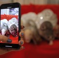 Ketika Babi Membuat China dan AS Kembali Mesra