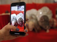 Ketika Babi Membuat China dan AS Kembali Mesra