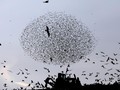 FOTO: Tarian Jalak di Langit Israel