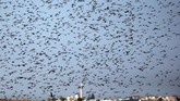 Ribuan burung jalak terlihat memenuhi langit Israel.