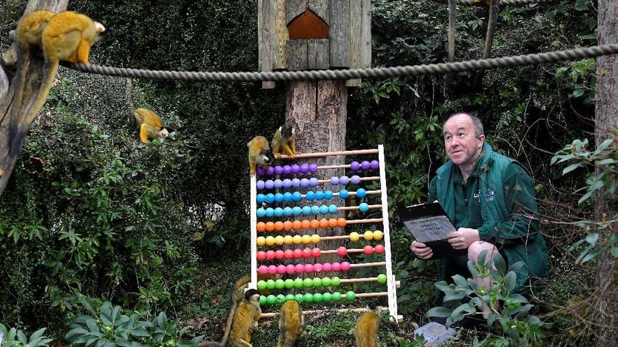Para penjaga kebun binatang memulai tugas menghitung berapa banyak hewan yang hidup di Kebun Binatang London tersebut.
