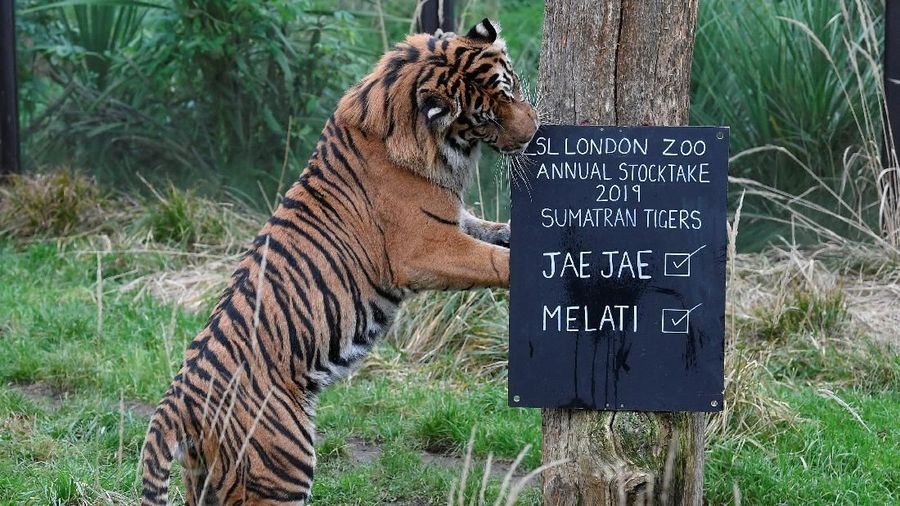 Para penjaga kebun binatang memulai tugas menghitung berapa banyak hewan yang hidup di Kebun Binatang London tersebut.