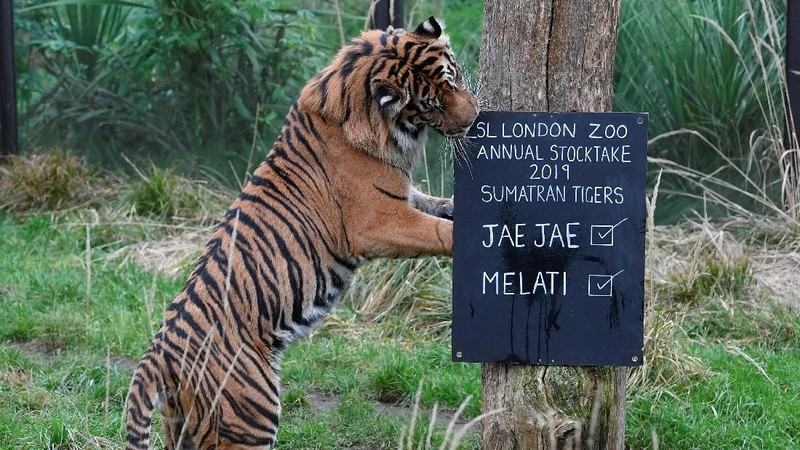 Para penjaga kebun binatang memulai tugas menghitung berapa banyak hewan yang hidup di Kebun Binatang London tersebut.