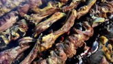 Sajian barbekyu ini dinilai lebih sederhana jika dibandingkan dengan kari yang terbilang rumit. (Photo by ABDUL MAJEED / AFP)