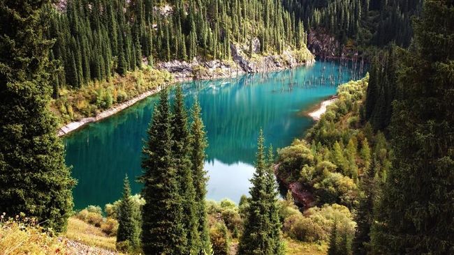 Fenomena Unik Pohon  Cemara  Tumbuh Terbalik di Dalam Danau