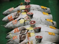 Gila! Tuna Ini Terjual Seharga Rp4,26 M, Rekor Termahal?