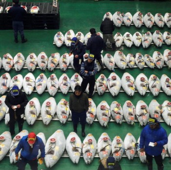 Pasar Ikan Terbesar Jepang, Pecahkan Rekor Tuna Termahal