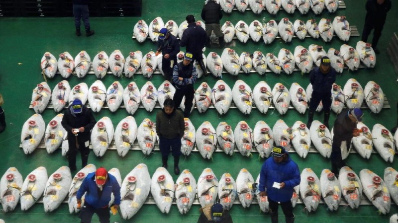 Pada lelang ini tercipta rekor baru penjualan ikan tuna raksasa dengan harga 333,6 juta yen atau sekitar Rp 43,7 miliar.