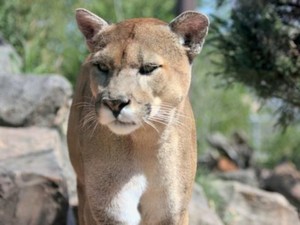 Anomali Puma di Patagonia yang Makan Penguin, Tingkahnya Jadi Aneh