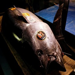 KKP Bakal Geber Budidaya Tuna di RI, Begini Caranya